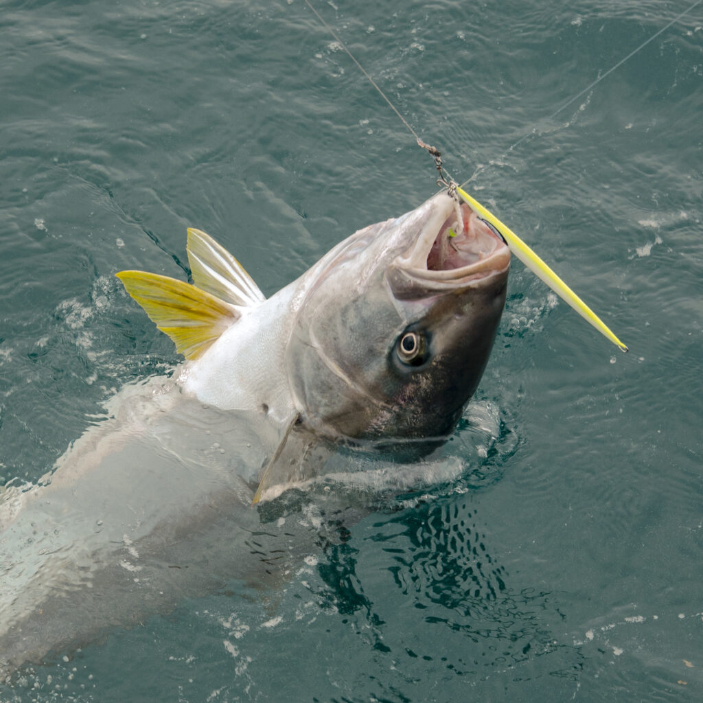 Loreto Fishing Report