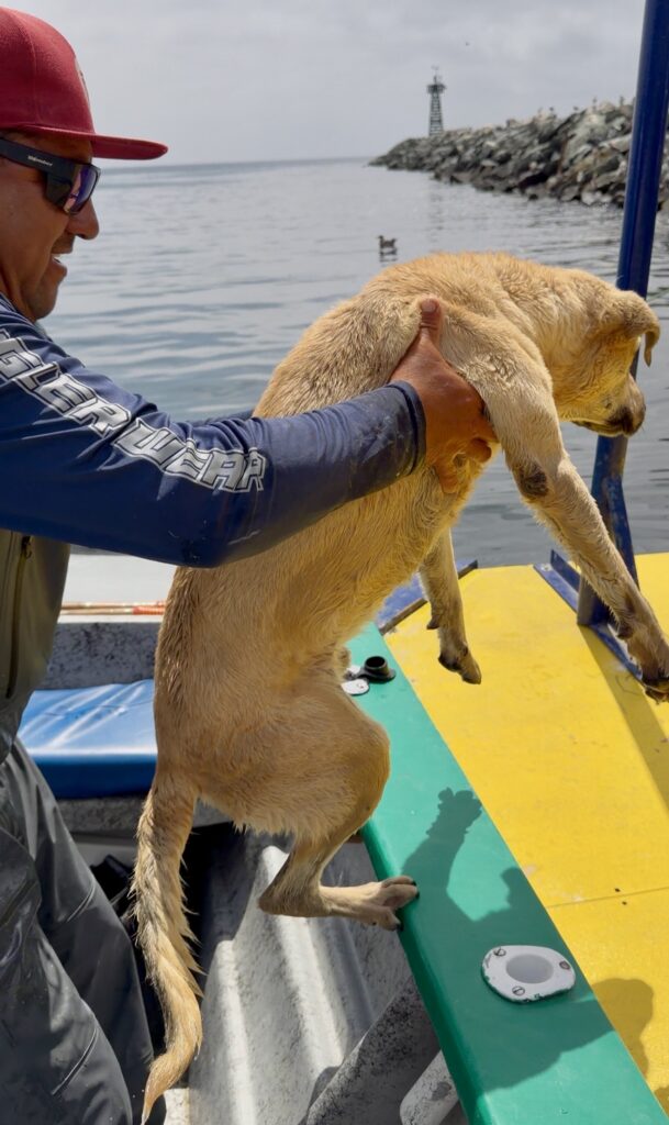 Lost at Sea: The Dog We Rescued One Mile Offshore at Cedros Island 5 Lost at Sea: The Dog We Rescued One Mile Offshore at Cedros Island