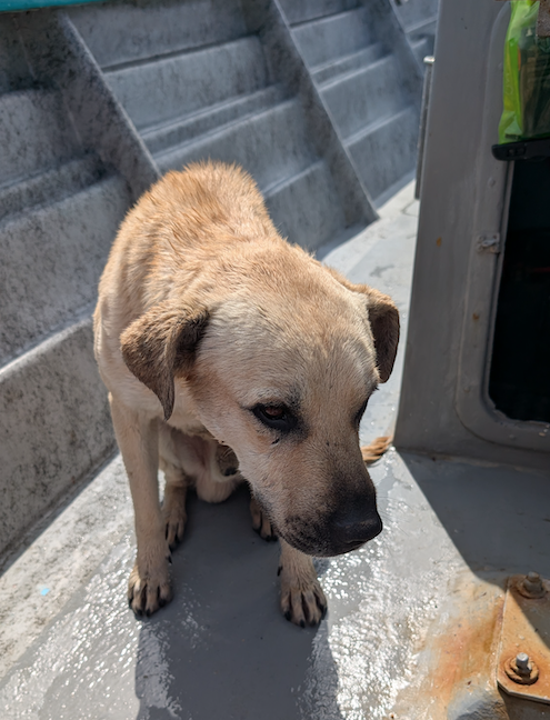 Lost at Sea: The Dog We Rescued One Mile Offshore at Cedros Island 2 The Dog We Rescued at Sea