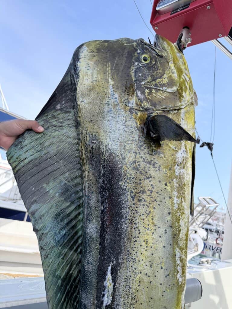 Baja Fishing Report — September 7, 2026