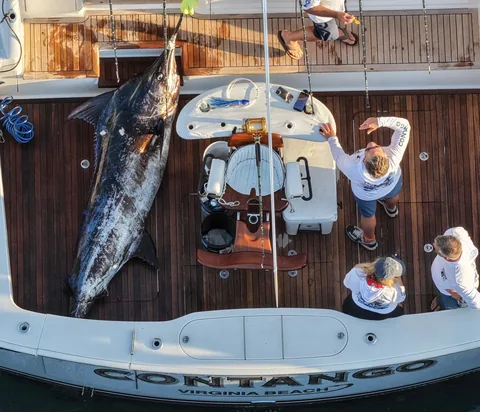 The 491-pound blue marlin on the cockpit deck of CONTANGO, photographed from above during Bisbee's Black & Blue Day 1, October 21, 2026