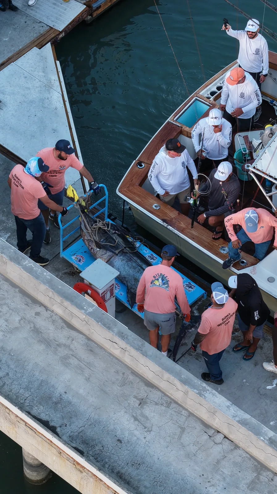 Marlin being brought ashore at the tournament dock