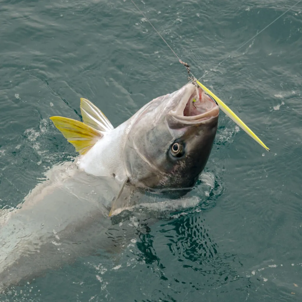 Loreto Fishing Report