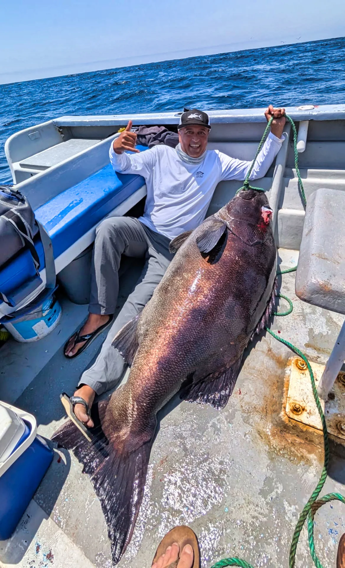 A giant black sea bass lying on the deck of a panga beside an angler