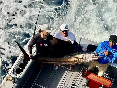 Sailfish laid across the deck of a sportfishing boat off Cabo San Lucas, photographed from above