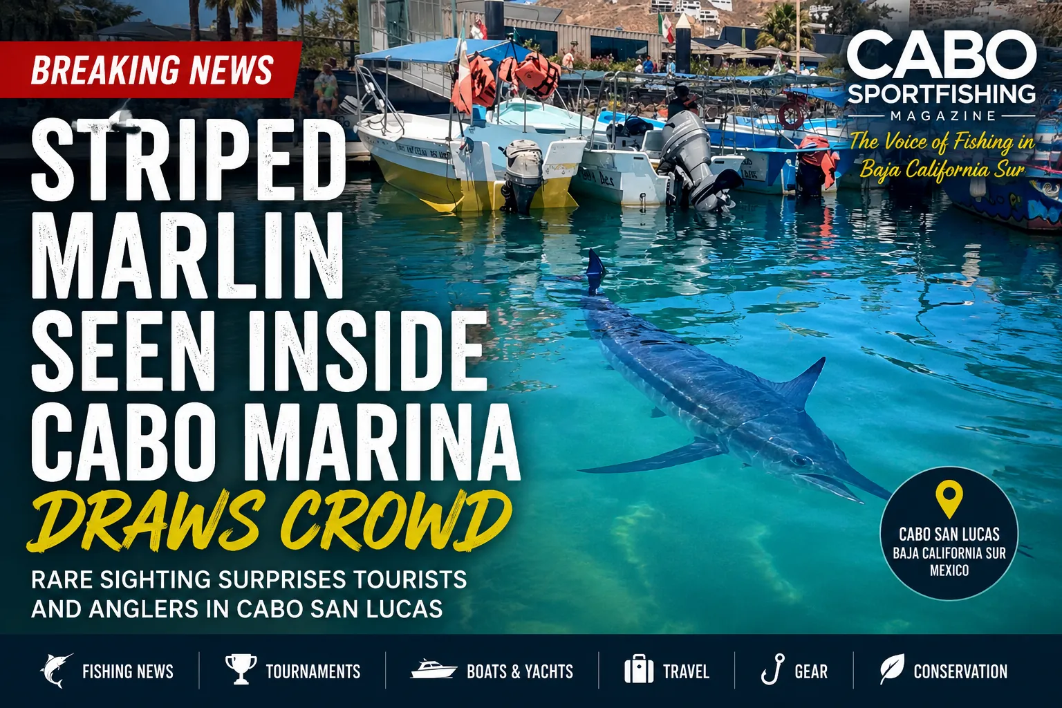 Striped Marlin in the CAbo San Lucas Marina