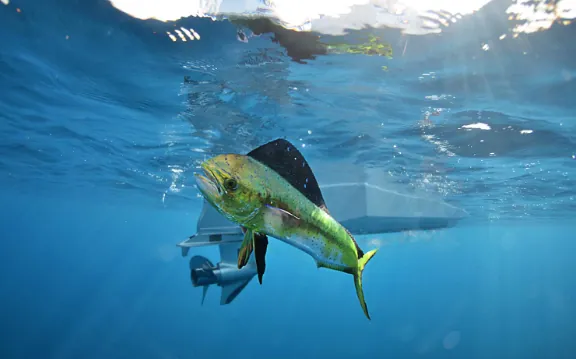 La Paz Fishing Report