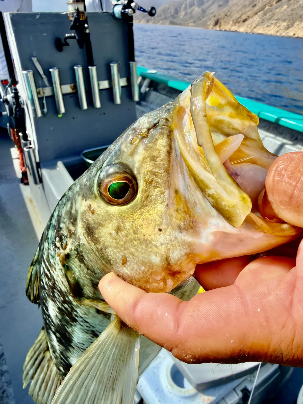 A close look at a calico bass during our catch-and-release fishing at Cedros.