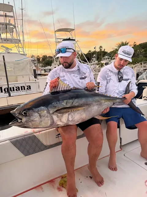 Yellowfin tuna landed out of San José del Cabo with Reel Adventure Fishing Charters, photographed in the marina at sunset