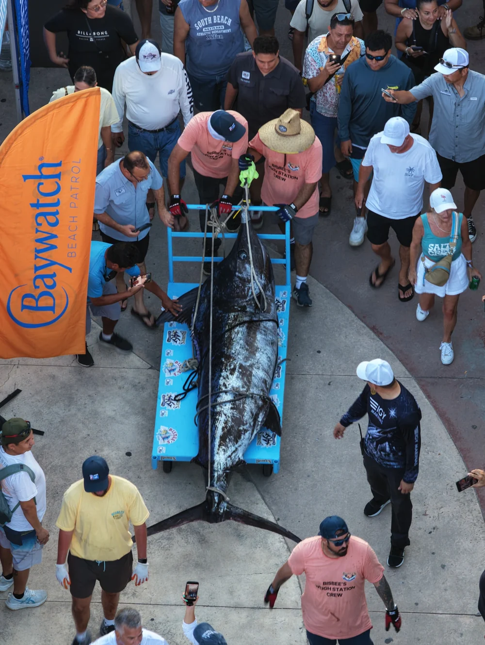Contango’s 491-pound blue marlin on a blue weigh cart surrounded by weigh-station crew and spectators
