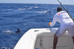 Tag Cabo Sportfishing, Cabo fishing magazine, Cabo sportfishing rentals, Cabo fishing reports, Cabo fishing report, Cabo fishing charters,