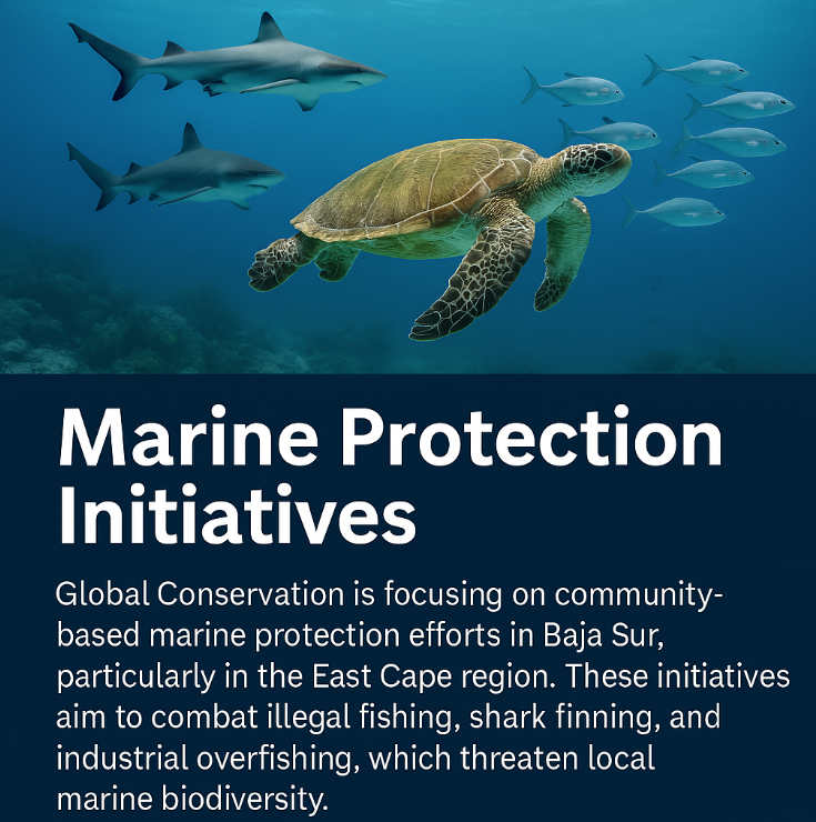 Marine Protection Initiatives in Baja Sur