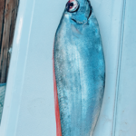 Captain Julian Liquidano Lands Elusive Polka-Dot Ribbonfish in Cabo