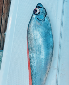 Polka-Dot Ribbonfish in Cabo