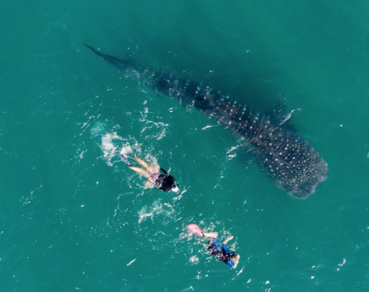 Whale Shark Tours Suspended in La Paz