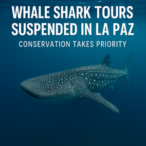 Whale Shark Tours Suspended in La Paz