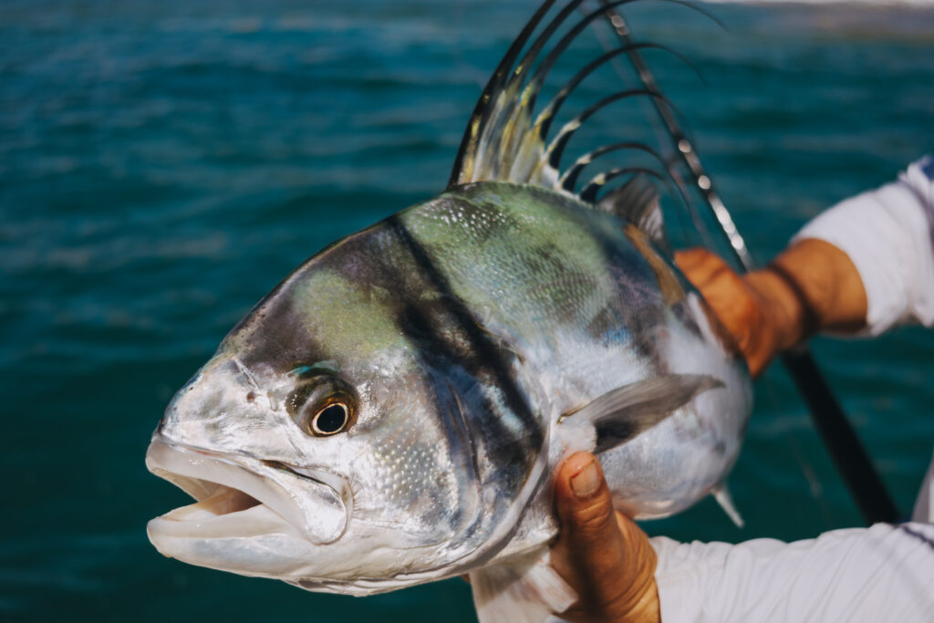 Fly Fishing in Agua Amarga, Baja California Sur