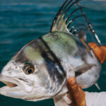 Fly Fishing in Agua Amarga, Baja California Sur