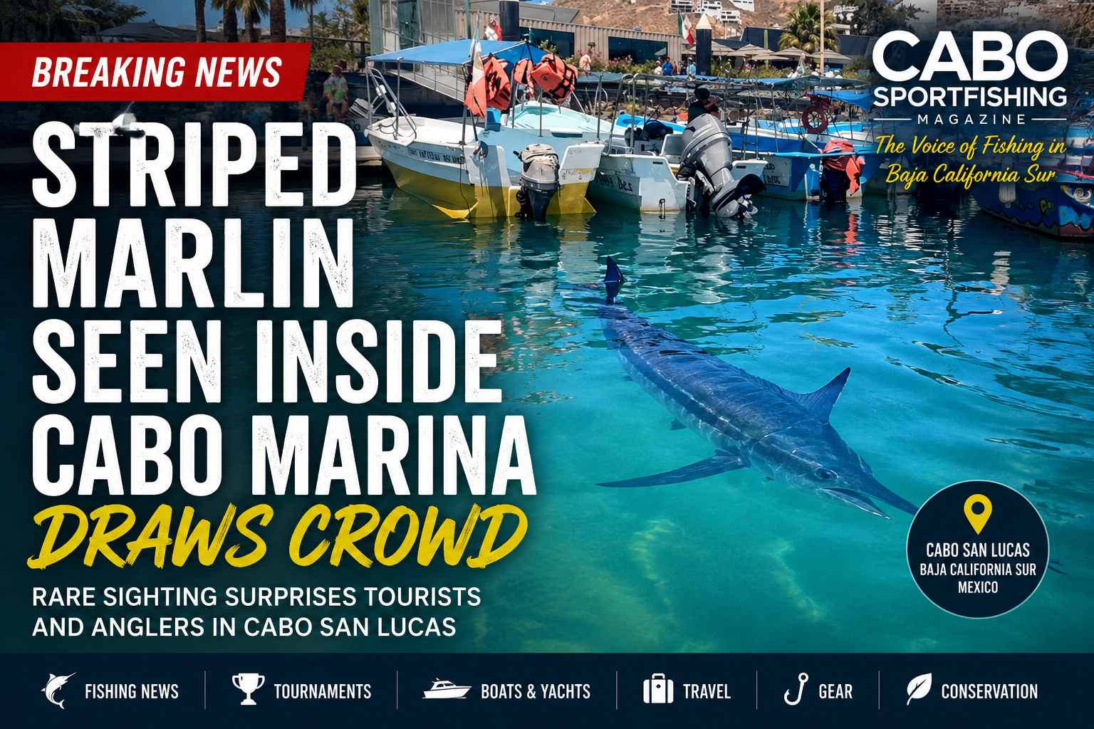 Striped Marlin in the CAbo San Lucas Marina