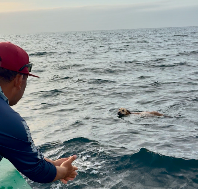 The Dog We Rescued at sea