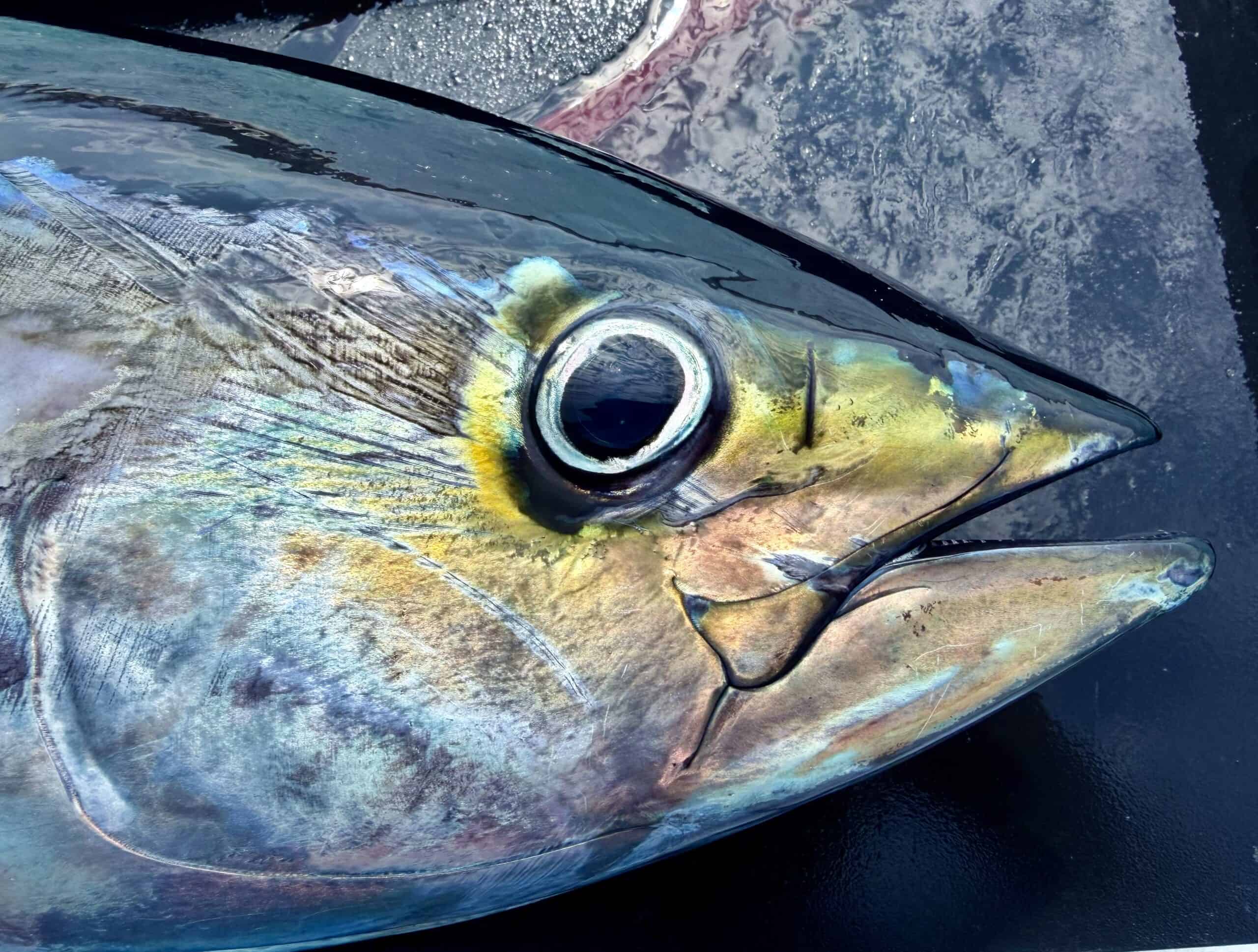 Baja Fishing Report — September 7, 2026